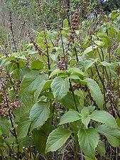 Nejlikbasilika (Ocimum gratissimum)