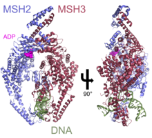 3THX-MutSb-complex-of-MSH2-MSH3.png