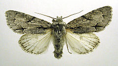 Imago. Mounted specimen