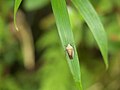 食草の葉に止まっている様子