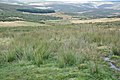 Loma de los cuarenta pinos donde nace el río