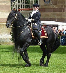 Grand cheval noir monté, vu de profil