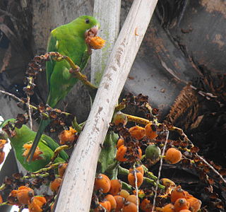 Brotogeris chiriri feeding on Syagrus romanzoffiana in São Paulo.