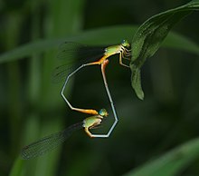 Mating damselflies in heart position