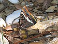 Charaxes jasius