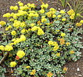 E. umbellatum var. humistratum (habit)