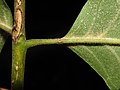 Rachis, petiolule and abaxial leaflet surface of a pumpkin ash leaf from Lambton County, Ontario, Canada.