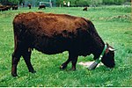 photo couleur d'une vache rouge acajou sombre à poils longs. Elle a des cornes moyennement longues et une mamelle peu apparente.