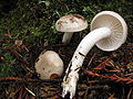 Hygrophorus agathosmus