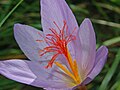 Crocus ligusticus