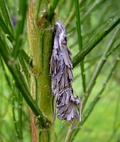 "Bag" of Pachythelia villosella (Oiketicinae)