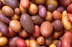 Everyone has something different to contribute to Wikipedia, just like these potatoes do if Wikipedia were a, uh... a potato salad, perhaps?