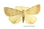 Pechipogo strigilata – Specimen