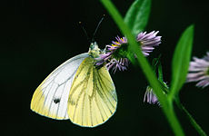 Grønåret kålsommerfugl - Pieris napi