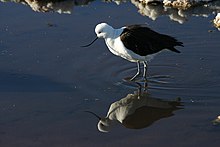 Avocette des Andes (Recurvirostra andina)