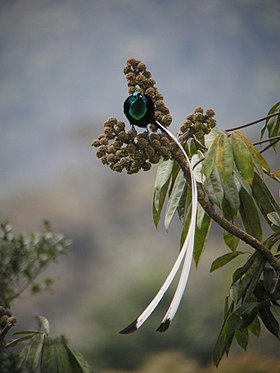 Macho de astrápia-cauda-de-fita, Astrapia mayeri