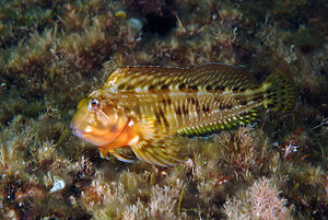 Scartella cristata