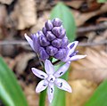 Jeune inflorescence.