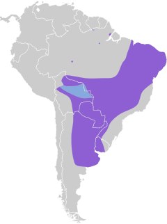 Distribuição geográfica do suiriri-cinzento.