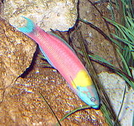 Thalassoma robertsoni