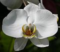 Phalaenopsis hibrid