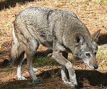 07-03-23RedWolfAlbanyGAChehaw.jpg