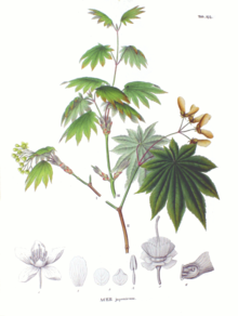 Mynd úr Flora Japonica, Sectio Prima. eftir P. F.Siebold og J. G. Zuccarini 1870