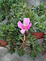 Anacampseros rufescens (Eastern Cape Province) a pink-flowered species. Leaf undersides are usually reddish and it has numerous axillary hairs.