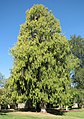 Cupressus funebris