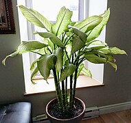 Dieffenbachia cultivé en pot