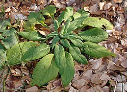 Digitalis purpurea (rosette de feuilles), forêt de Zang.