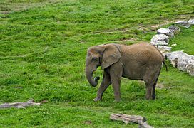 Un éléphant dans la prairie des éléphants.