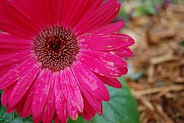 Gerbera