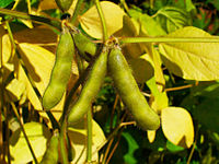 Fruits/pods