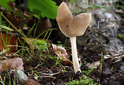 Sadulhelvell Helvella ephippium