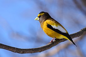 Вечерний американский дубонос (Hesperiphona vespertina)