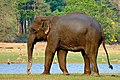 Elefante indio, símbolo de Karnataka.