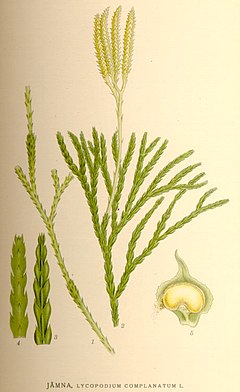 Diphasiastrum complanatum (previously called Lycopodium complanatum).