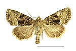 Oligia latruncula – Specimen