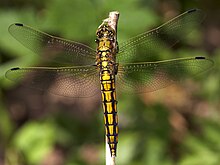 Orthetrum réticulé