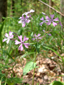 Phlox divaricata (Woodland Phlox)