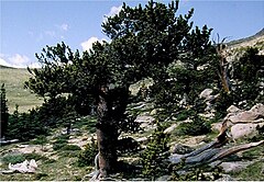 Description de l'image Pinus aristata0.jpg.