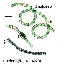 Illustration von Anabaena sp. mit Heterocysten (h)