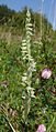 Spiranthes spiralis