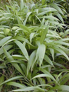 Description de l'image Starr 020803-0065 Setaria palmifolia.jpg.