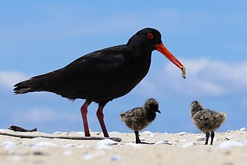 Feeding chicks