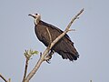 Vautour charognard (Necrosyrtes monachus)