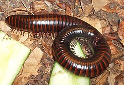 Tūkstoškājis (Myriapoda)