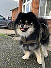 Anjing Pomerania hitam dan sawo matang