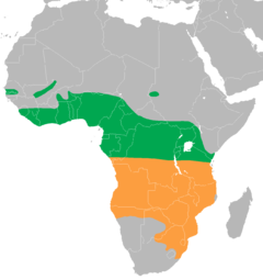 Map of Africa showing highlighted range. Year-round range covers most of equatorial Africa. Summer range covers southern much of southern Africa.